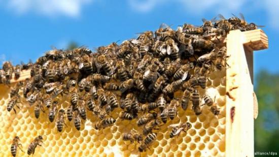 Dia mundial das abelhas