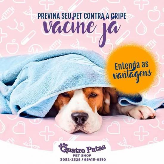  Métodos preventivos contra a gripe canina