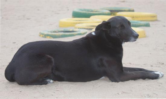 Dia Nacional dos Animais