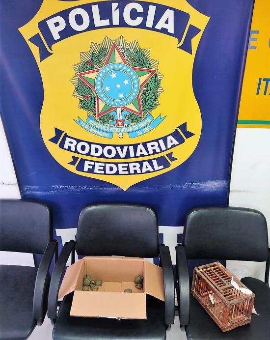 PRF resgata 30 filhotes de tartaruga
