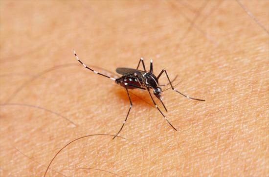 Vacinação: Febre amarela