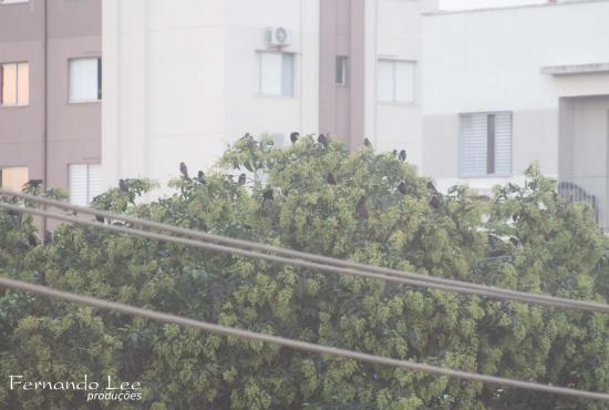 Espetáculo da natureza em Tubarão