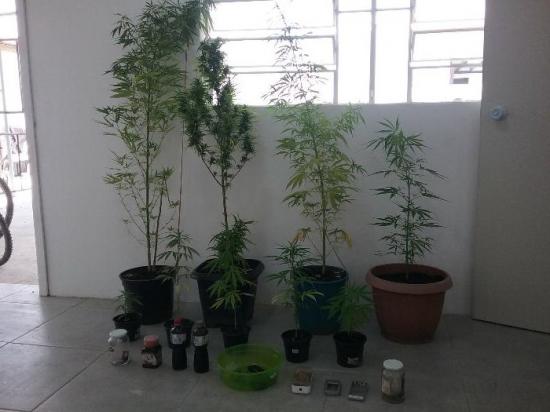 Plantação de maconha em Tubarão