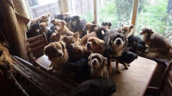 Encontrado 82 chihuahuas amontoados