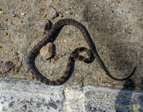 Dormideira é uma serpente dócil.