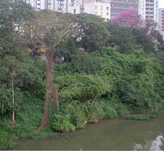 BNC TVÂ Ecologia - Rio Tubarão parte 1 (aves). 