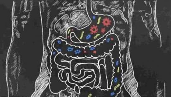 Descubra a incrÃ­vel conexão: Cérebro e intestino