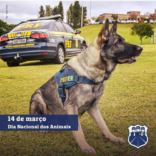 14 de março - Dia Nacional dos Animais