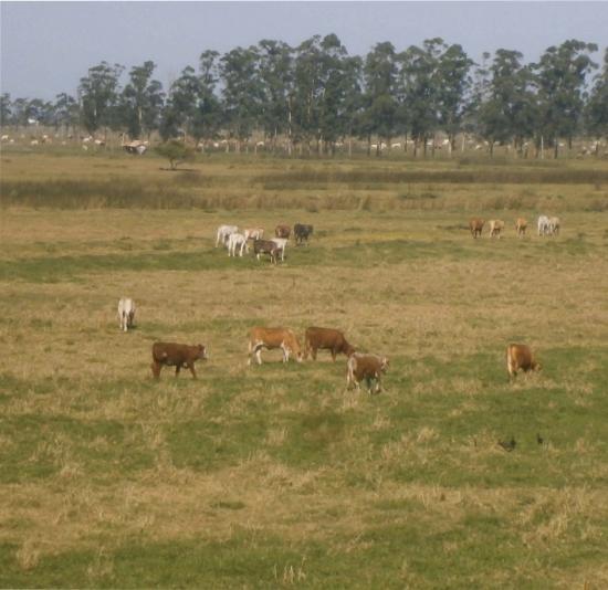 O Agronegócio em Tubarão