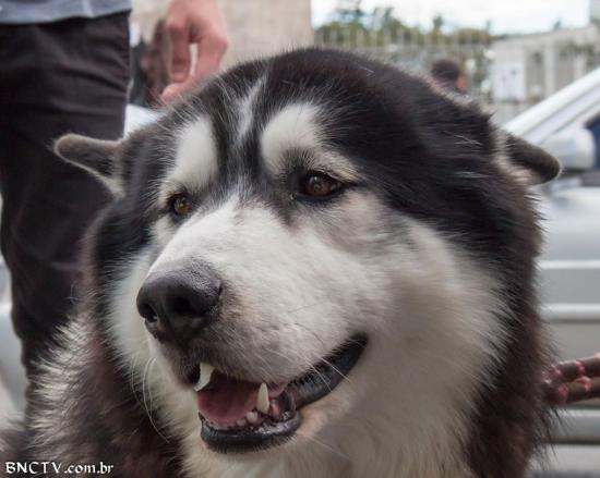 O Dia Nacional dos Animais