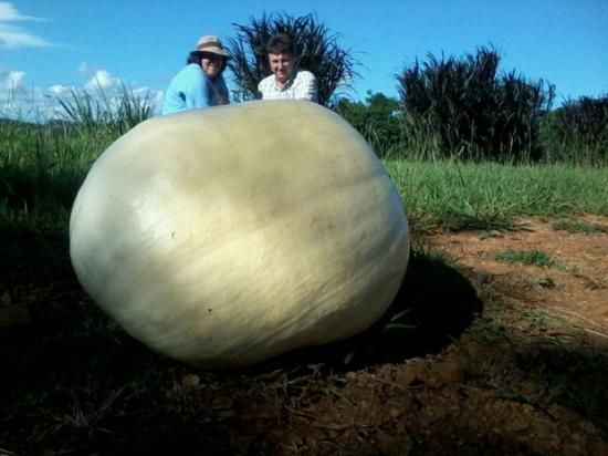 Abóbora gigante colhida em Concórdia